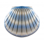 Scallop Shell - Water (4)