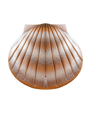 Biodegradable Water Shell Urn. Pearl Companion
