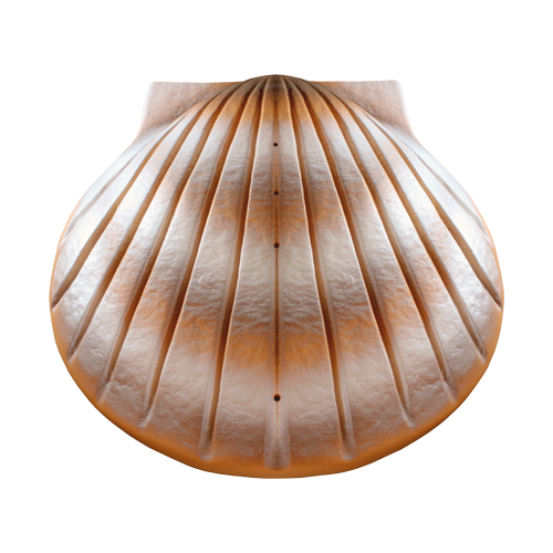 Biodegradable Water Shell Urn. Pearl Companion