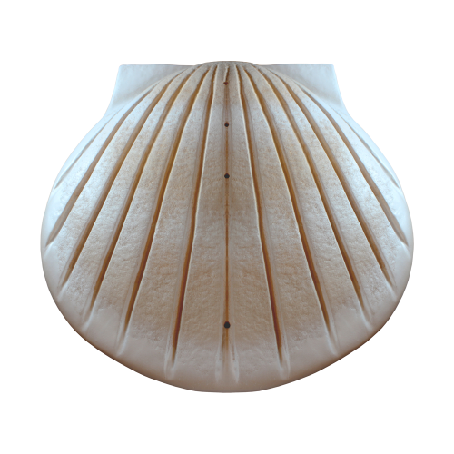 Biodegradable Water Shell Urn. Companion