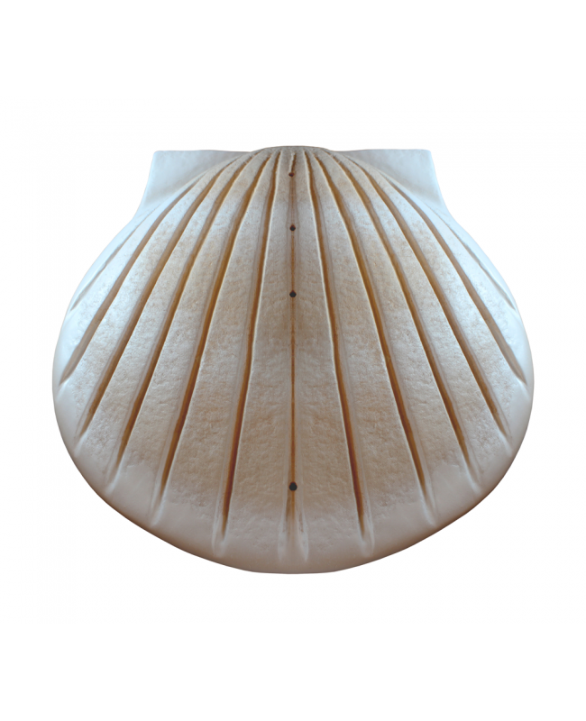 Biodegradable Water Shell Urn. Companion