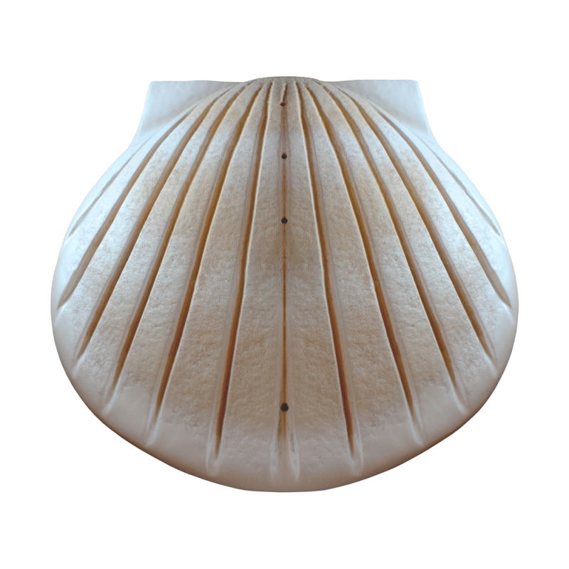 Biodegradable Water Shell Urn. Companion