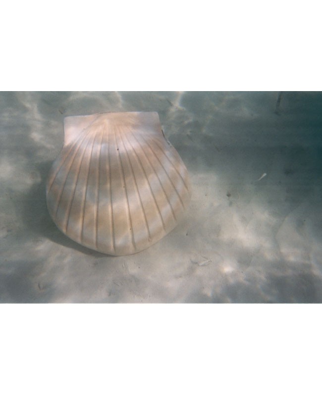 Pearl Water Shell Urn