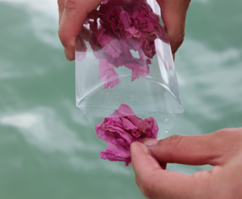 Bougainvillea Memorial Petals Bougainvillea Memorial Petals