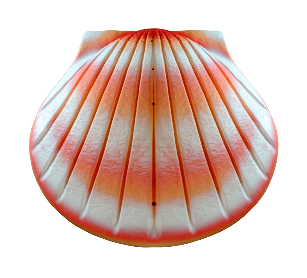 shell_coral